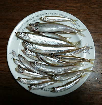 東条湖でワカサギ