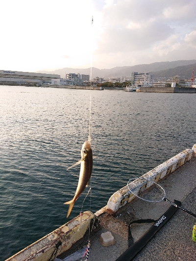 タチウオ釣れたけど
