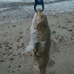 フラットフィッシュ狙いでしたがさっぱり