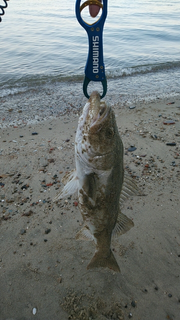 フラットフィッシュ狙いでしたがさっぱり