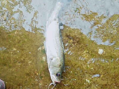 シブイ日でした