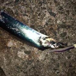 武庫一ワインド