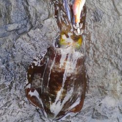 雨の修行調査‼