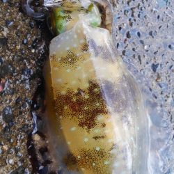 シャクドンﾂ祭り⚡