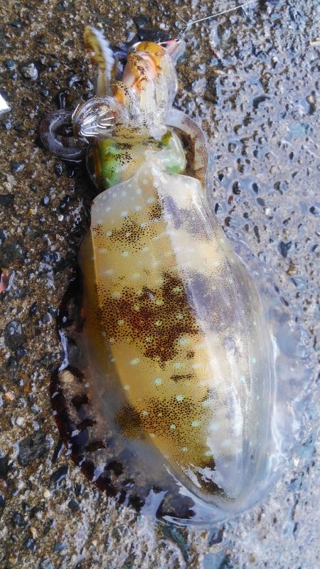 シャクドンﾂ祭り⚡