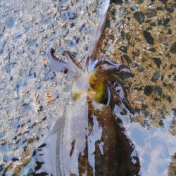 雨の中、30分の勝負でした❗