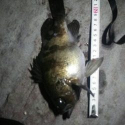 グラマラスなメバル