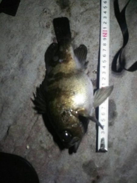 グラマラスなメバル