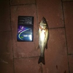 短時間釣行　～豊洲ぐるり公園～