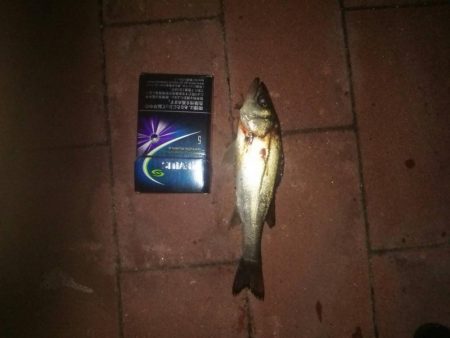 短時間釣行　～豊洲ぐるり公園～