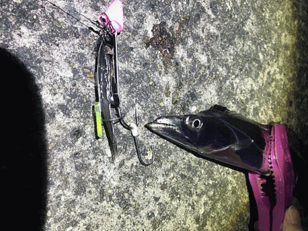 坊勢タチウオ(2018-５)