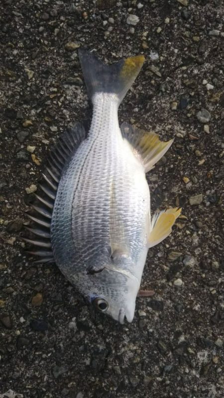 すごい引きでした