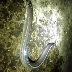 ちょい投げ釣り