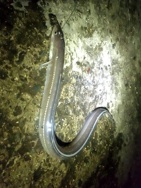 ちょい投げ釣り