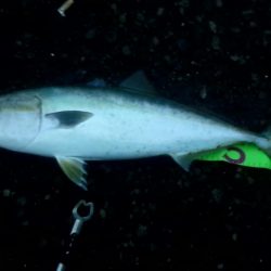 久しぶりの青物