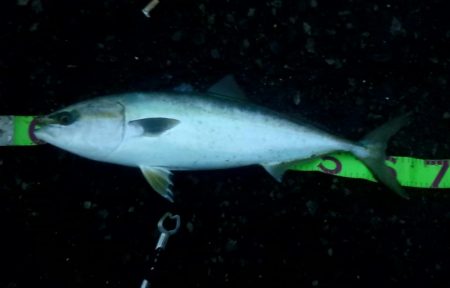 久しぶりの青物