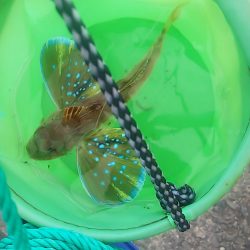 ちょい投げ釣り