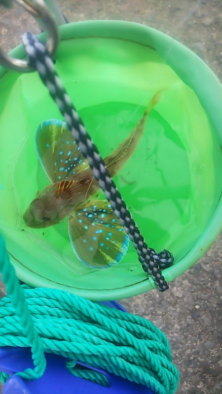 ちょい投げ釣り