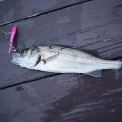 木枯らしが吹いてもまだまだ釣れる！