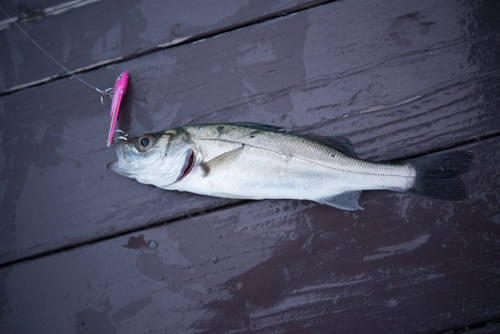 木枯らしが吹いてもまだまだ釣れる！