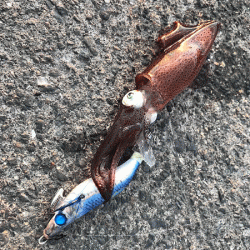 ヒイカエギング（2018-1）