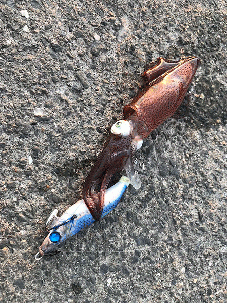 ヒイカエギング（2018-1）