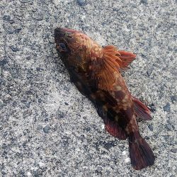 ちょい投げ釣り