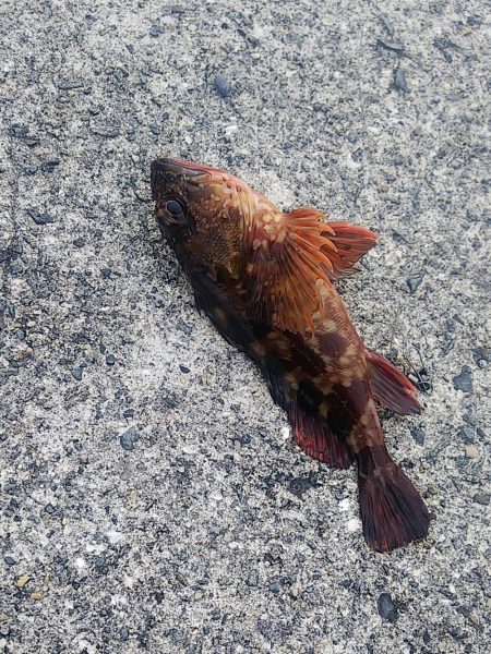 ちょい投げ釣り