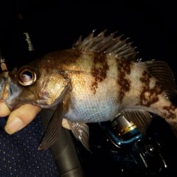 メバリング調査