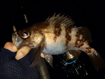 メバリング調査