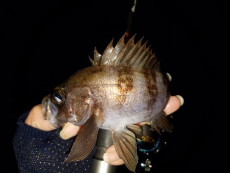 メバリング調査