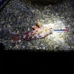 ボウズは回避出来たが…