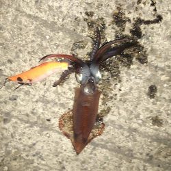 ヒイカ釣り