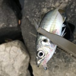 まだまだ芦屋浜アジング行けます！