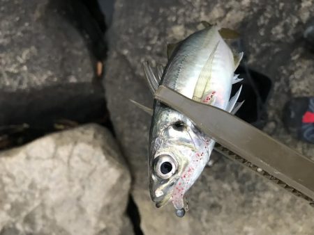 まだまだ芦屋浜アジング行けます！