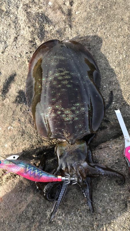 西高東低  爆風の一日