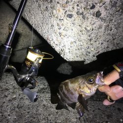 多種目釣れて楽しいですね