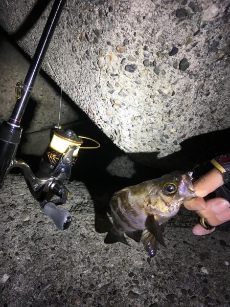 多種目釣れて楽しいですね