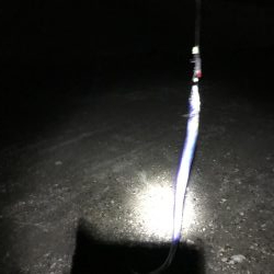 まだタチウオおるで