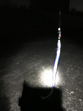 まだタチウオおるで