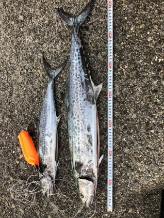 さごしとさわら