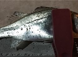 少しだけマシなサイズ！