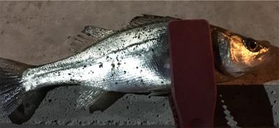 少しだけマシなサイズ！