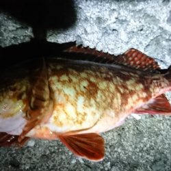 ライトゲームでガシラ