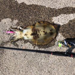 最後のアオリイカ