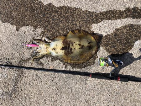 最後のアオリイカ