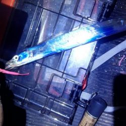 ライトゲームで太刀魚リリースサイズ、カサゴは２０㎝ほど