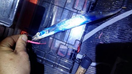 ライトゲームで太刀魚リリースサイズ、カサゴは２０㎝ほど