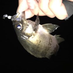 メバリング第2弾