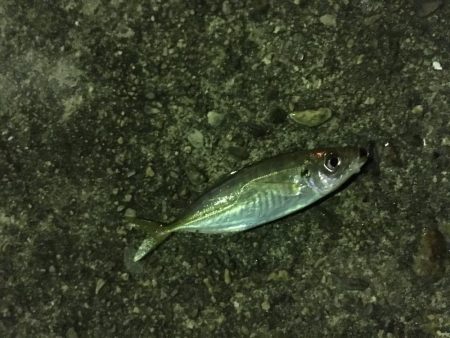 ワームでヒイカ